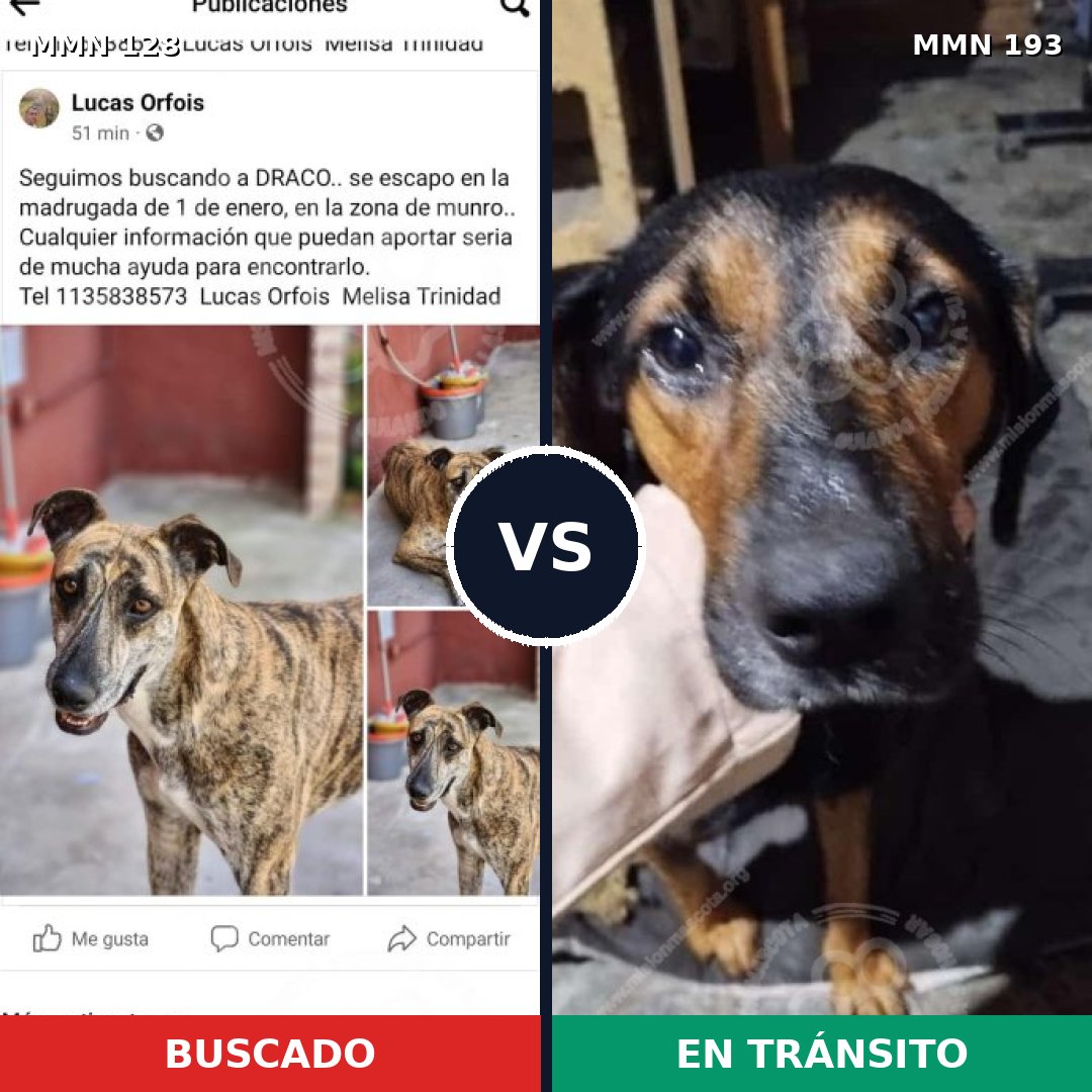 Comparativa MMS 3161: mascota perdida y mascota encontrada, 30% de similitud