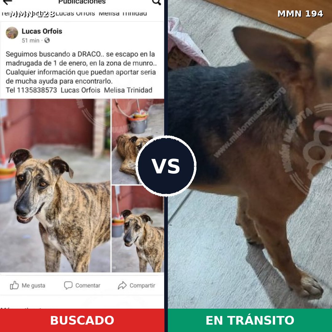 Comparativa MMS 3162: mascota perdida y mascota encontrada, 43% de similitud