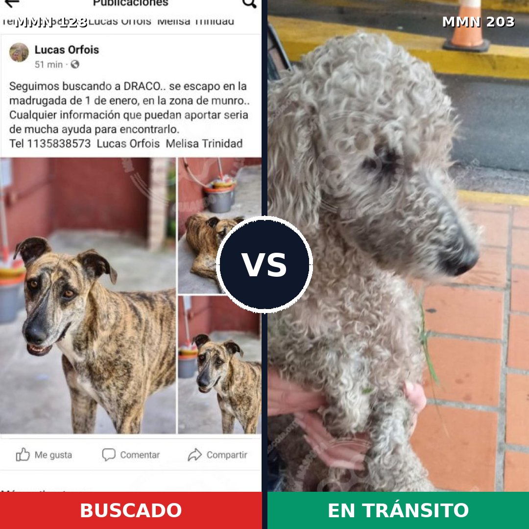 Comparativa MMS 3163: mascota perdida y mascota encontrada, 4% de similitud
