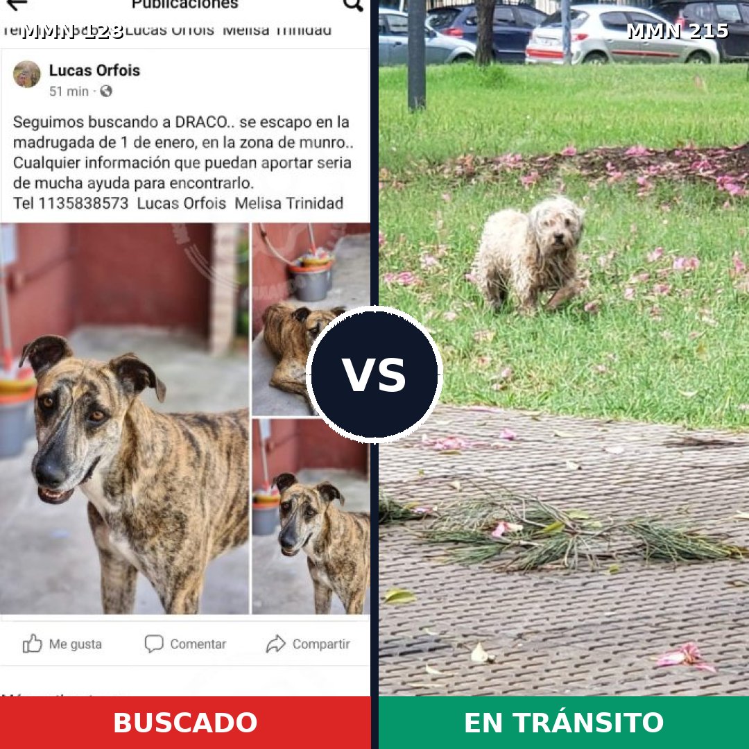 Comparativa MMS 3164: mascota perdida y mascota encontrada, 2% de similitud