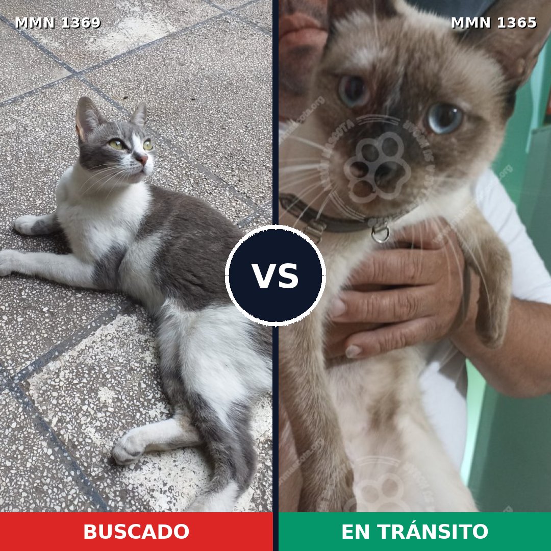 Comparativa MMS 31659: mascota perdida y mascota encontrada, 31% de similitud