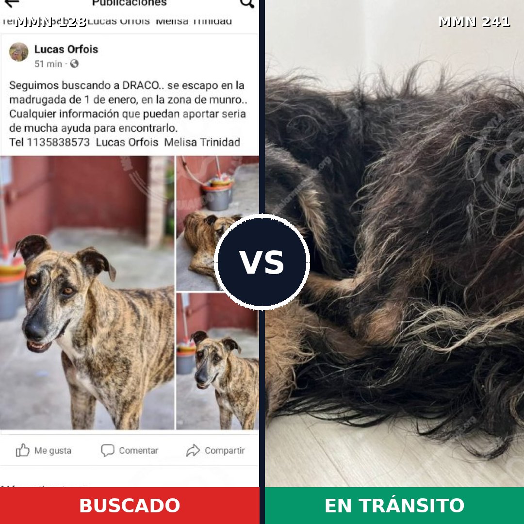 Comparativa MMS 3166: mascota perdida y mascota encontrada, 14% de similitud