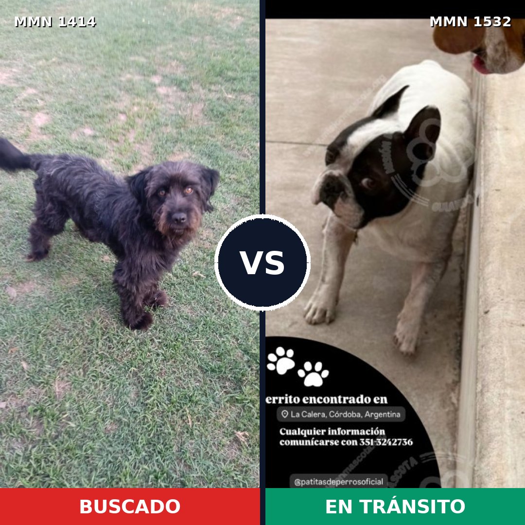 Comparativa MMS 31660: mascota perdida y mascota encontrada, 32% de similitud