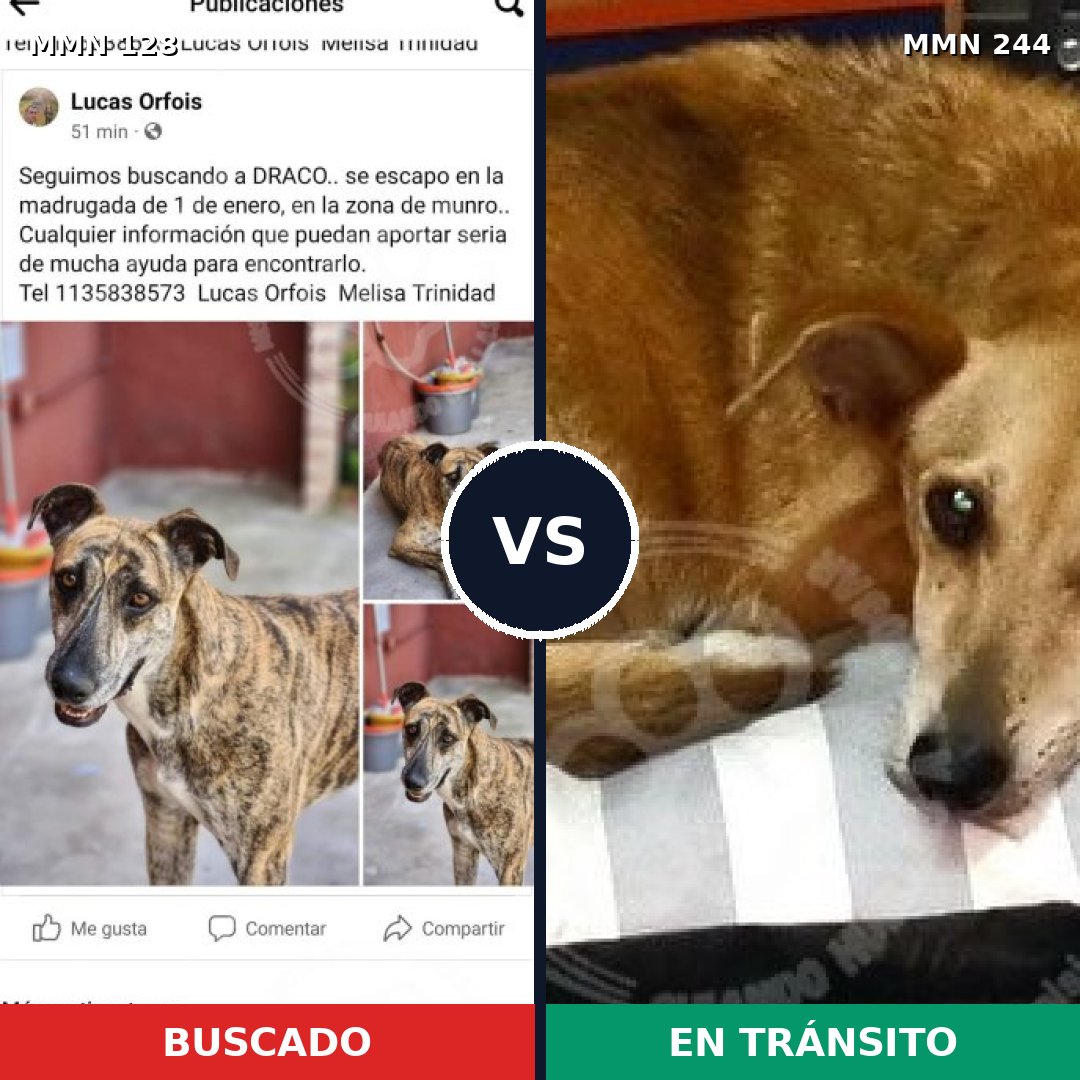 Comparativa MMS 3167: mascota perdida y mascota encontrada, 15% de similitud