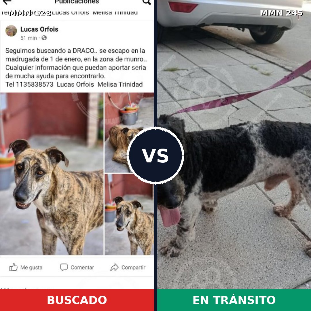 Comparativa MMS 3168: mascota perdida y mascota encontrada, 15% de similitud