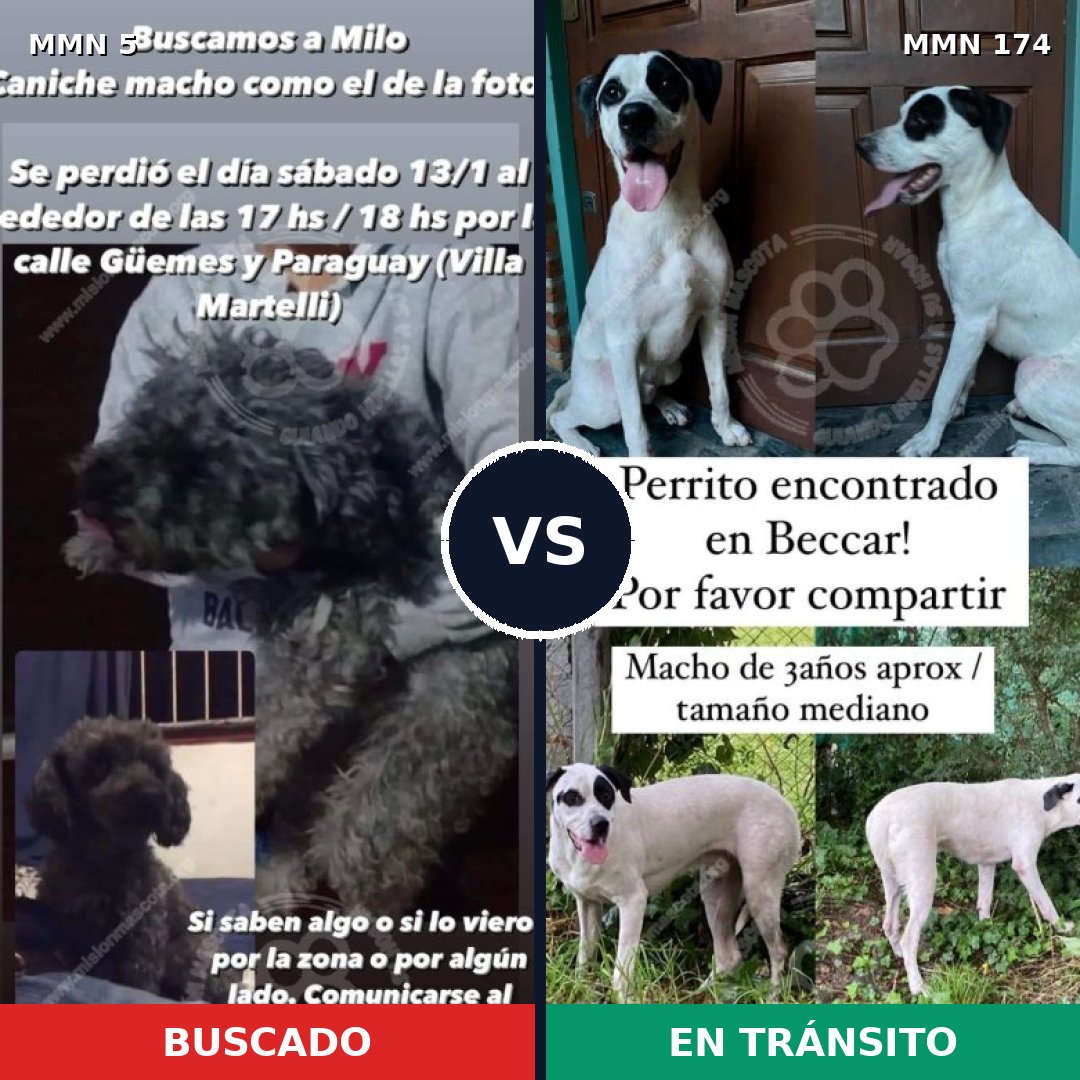 Comparativa MMS 317: mascota perdida y mascota encontrada, 31% de similitud
