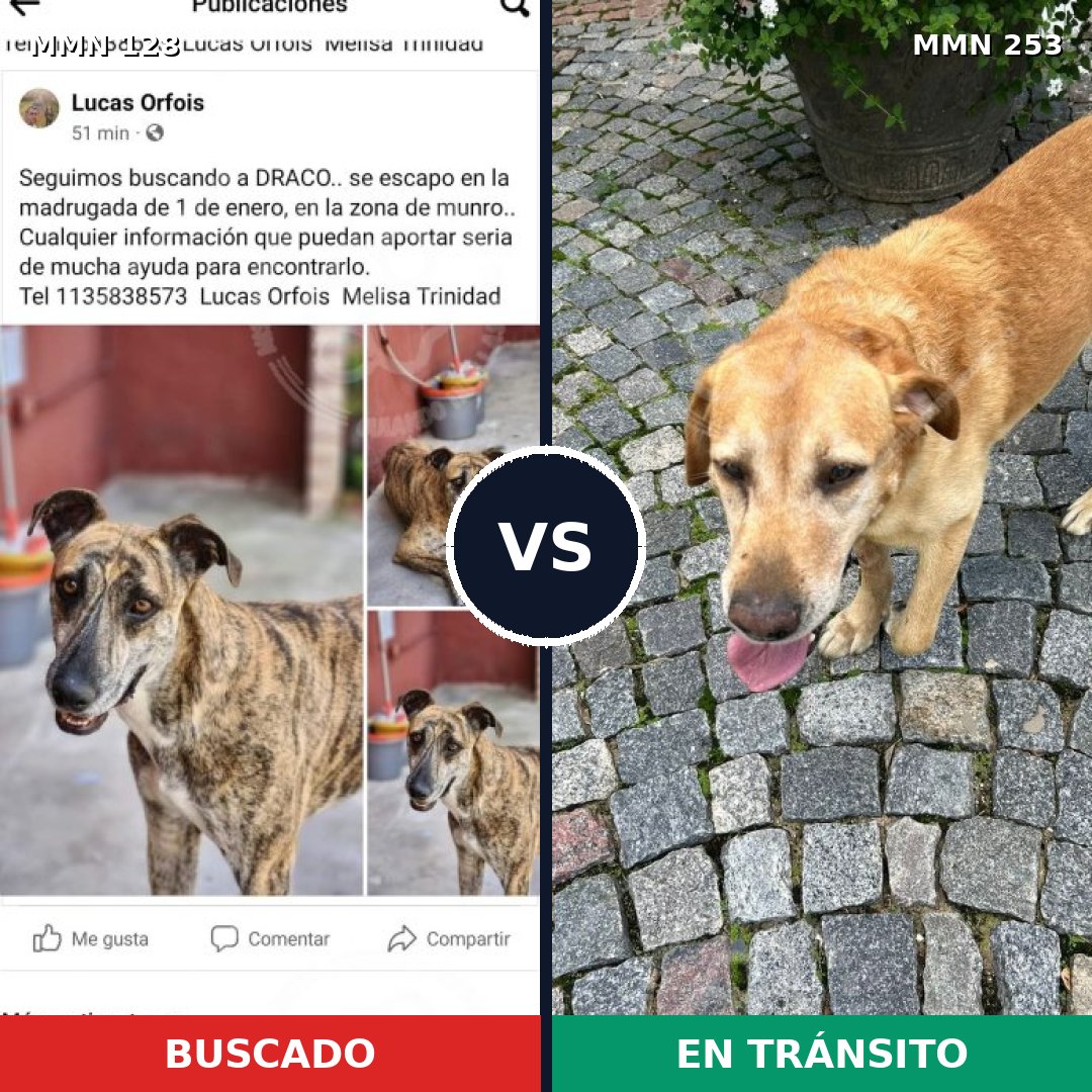 Comparativa MMS 3170: mascota perdida y mascota encontrada, 60% de similitud