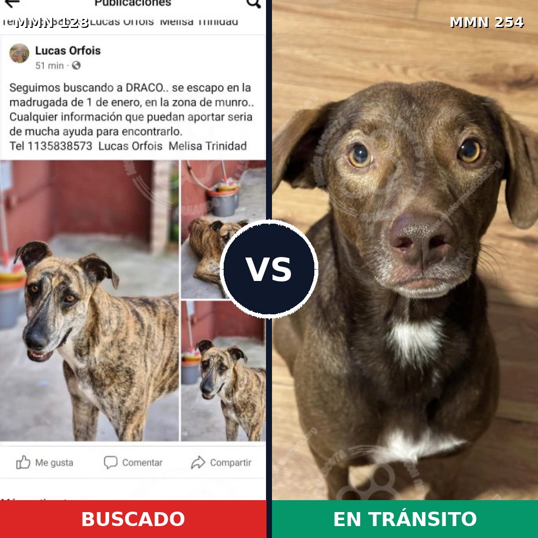 Comparativa MMS 3171: mascota perdida y mascota encontrada, 12% de similitud