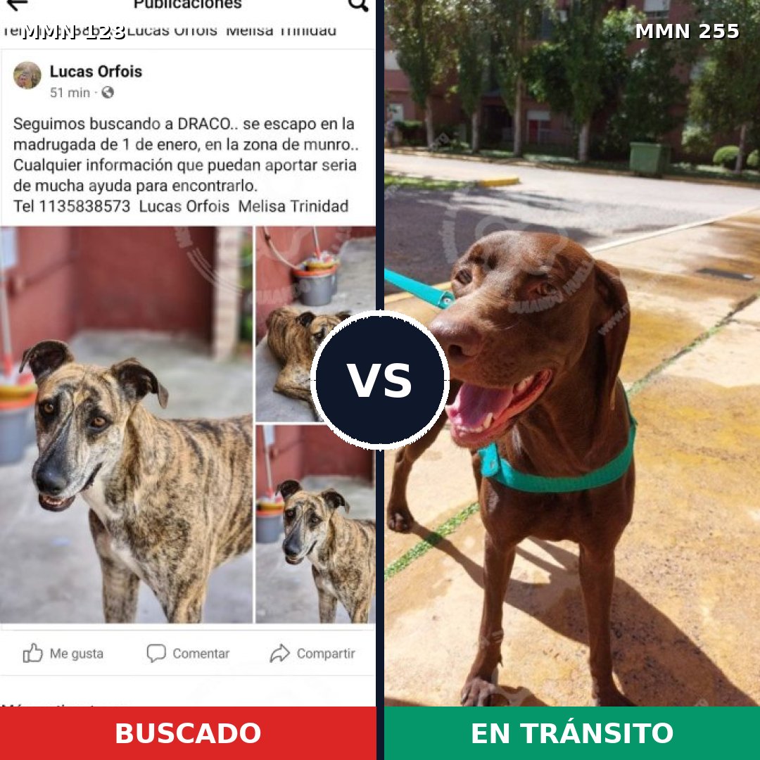 Comparativa MMS 3172: mascota perdida y mascota encontrada, 48% de similitud