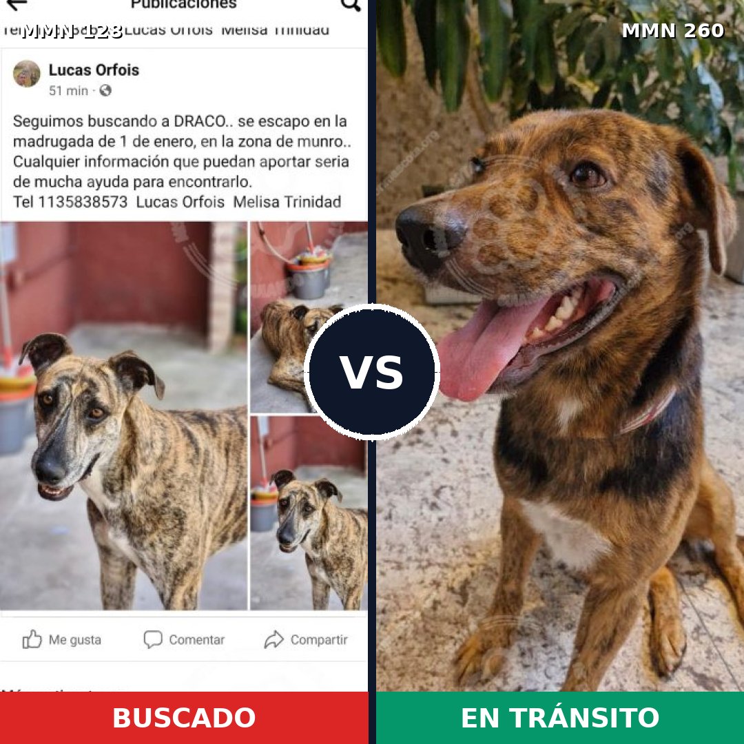 Comparativa MMS 3173: mascota perdida y mascota encontrada, 85% de similitud