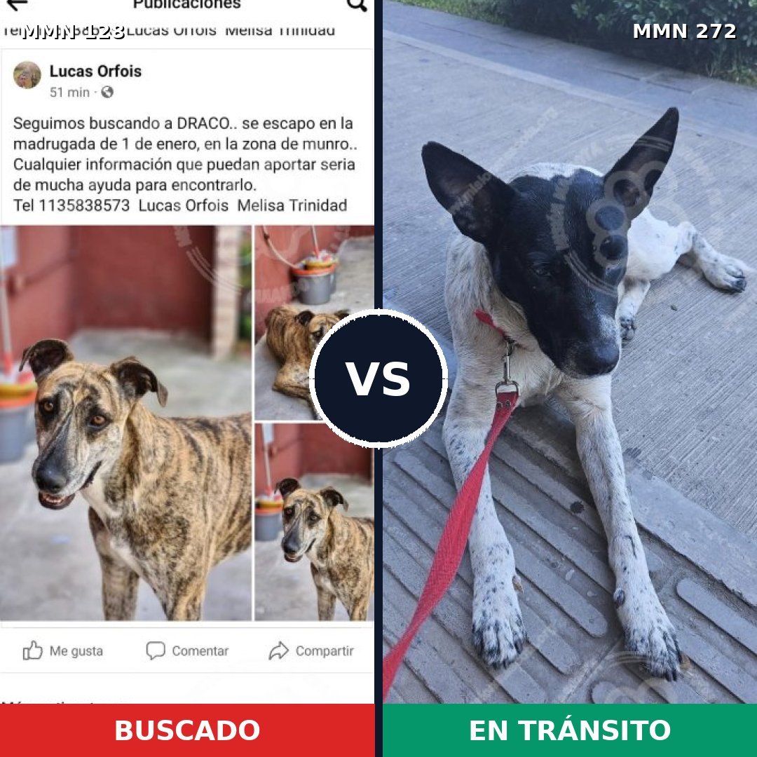 Comparativa MMS 3174: mascota perdida y mascota encontrada, 57% de similitud