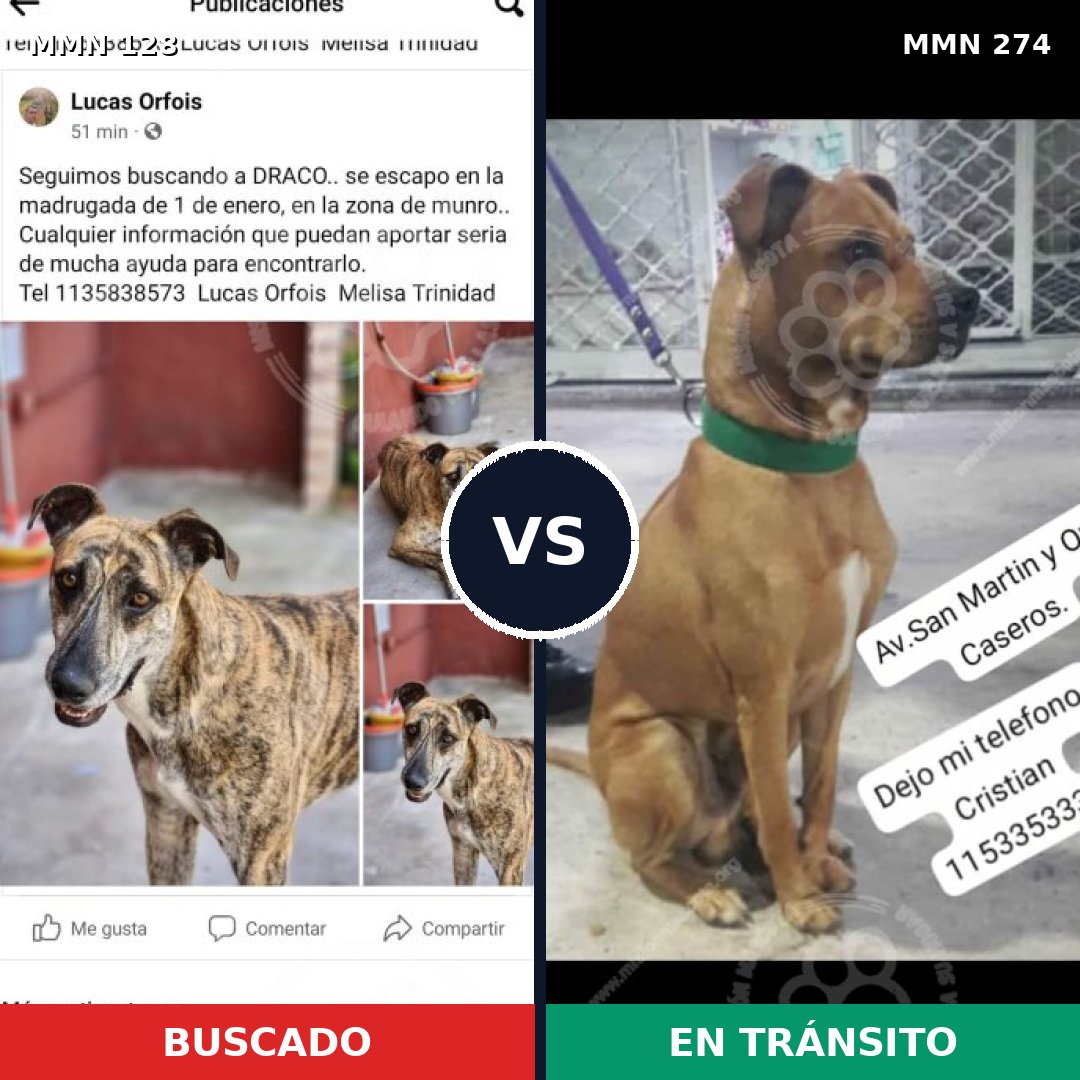 Comparativa MMS 3175: mascota perdida y mascota encontrada, 8% de similitud