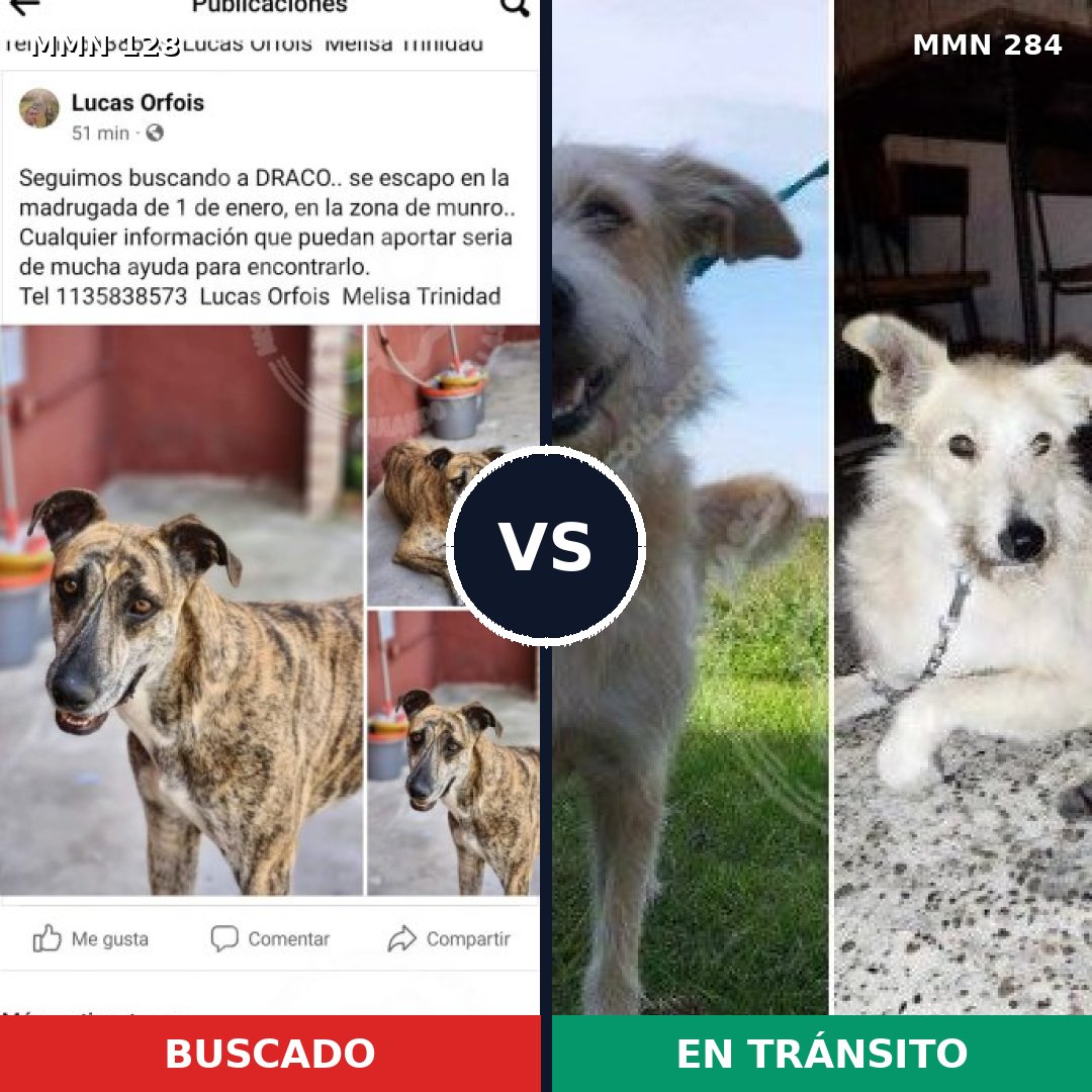 Comparativa MMS 3176: mascota perdida y mascota encontrada, 4% de similitud