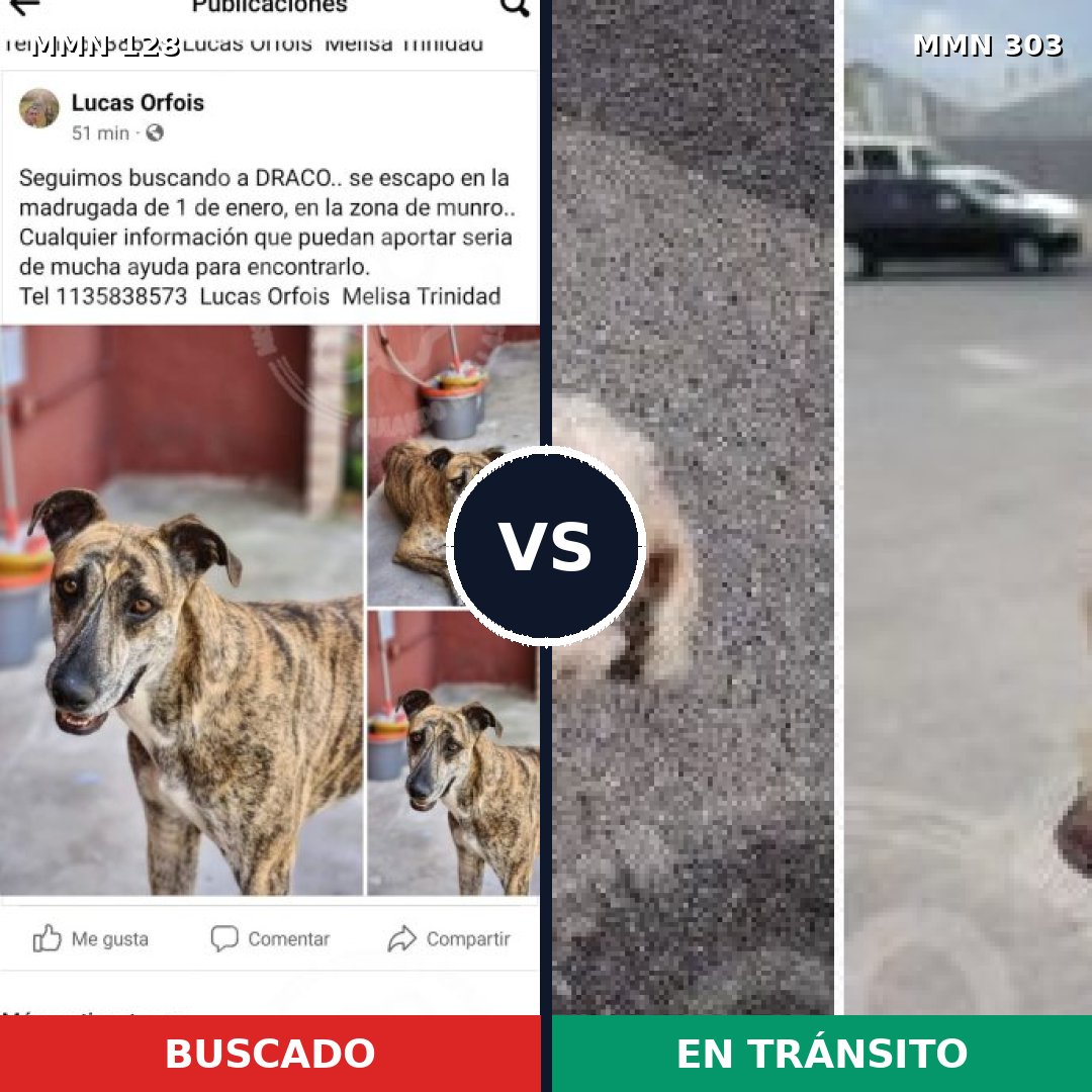 Comparativa MMS 3177: mascota perdida y mascota encontrada, 2% de similitud