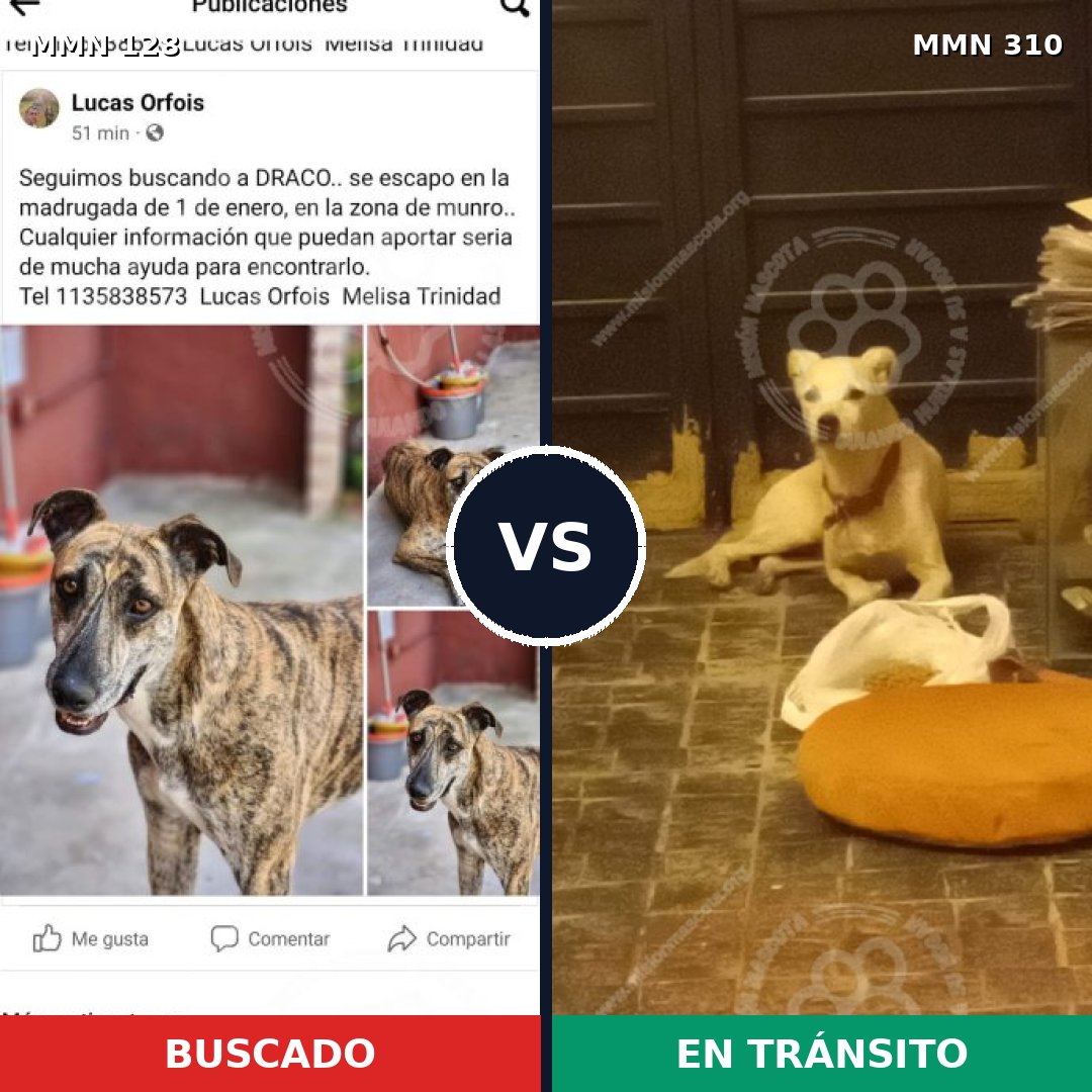 Comparativa MMS 3178: mascota perdida y mascota encontrada, 6% de similitud