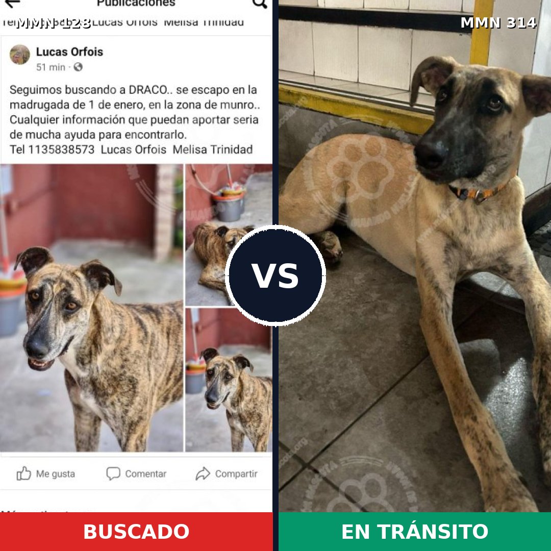 Comparativa MMS 3179: mascota perdida y mascota encontrada, 48% de similitud