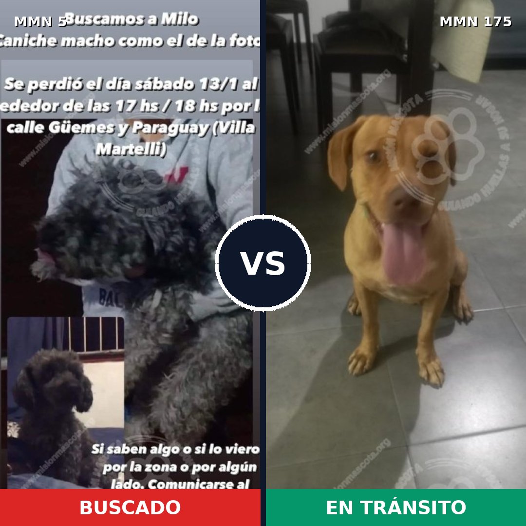 Comparativa MMS 318: mascota perdida y mascota encontrada, 28% de similitud