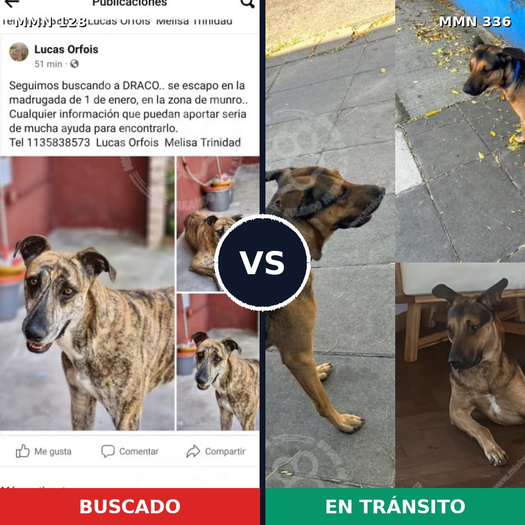 Comparativa MMS 3180: mascota perdida y mascota encontrada, 31% de similitud