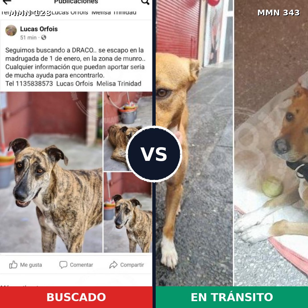 Comparativa MMS 3181: mascota perdida y mascota encontrada, 6% de similitud