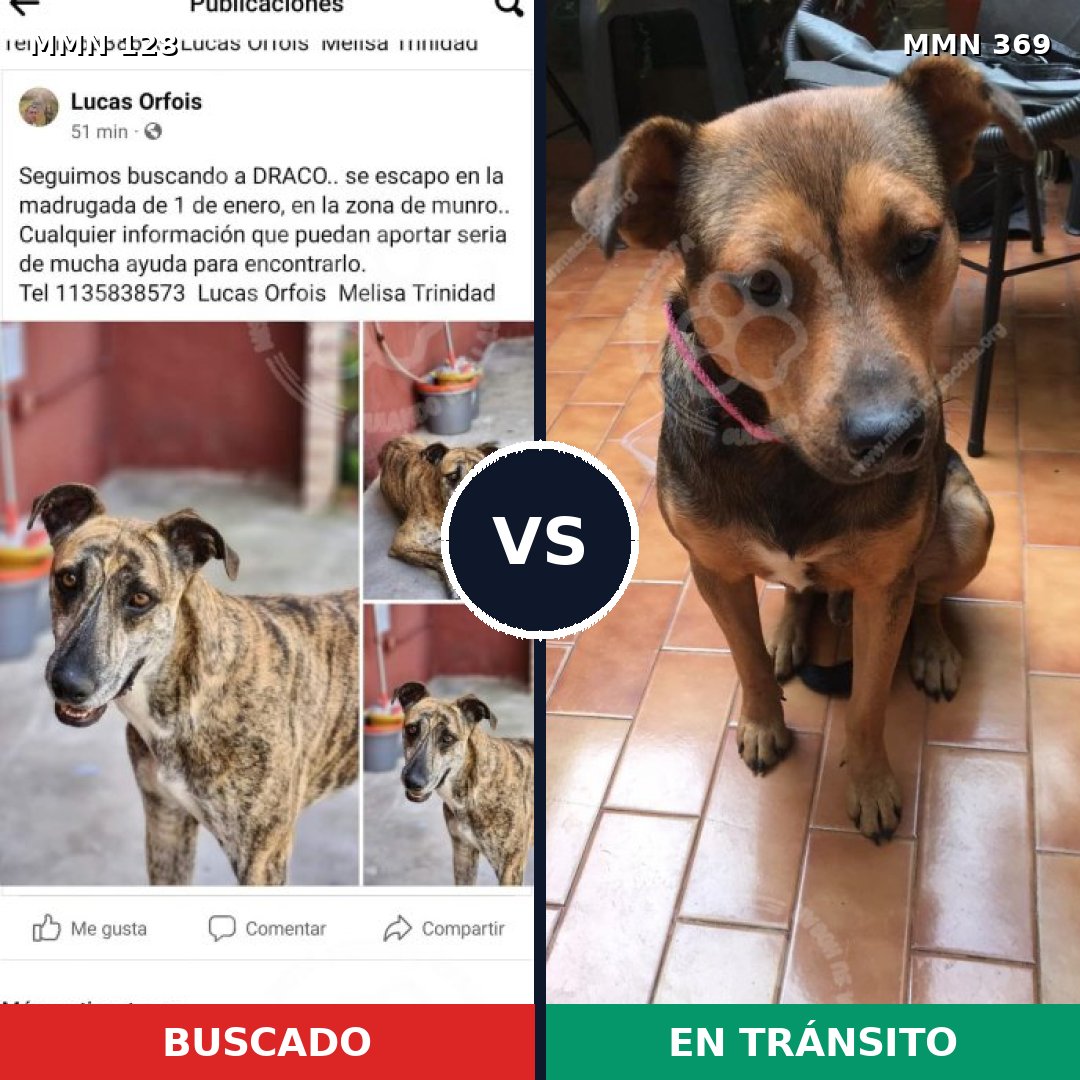 Comparativa MMS 3182: mascota perdida y mascota encontrada, 44% de similitud