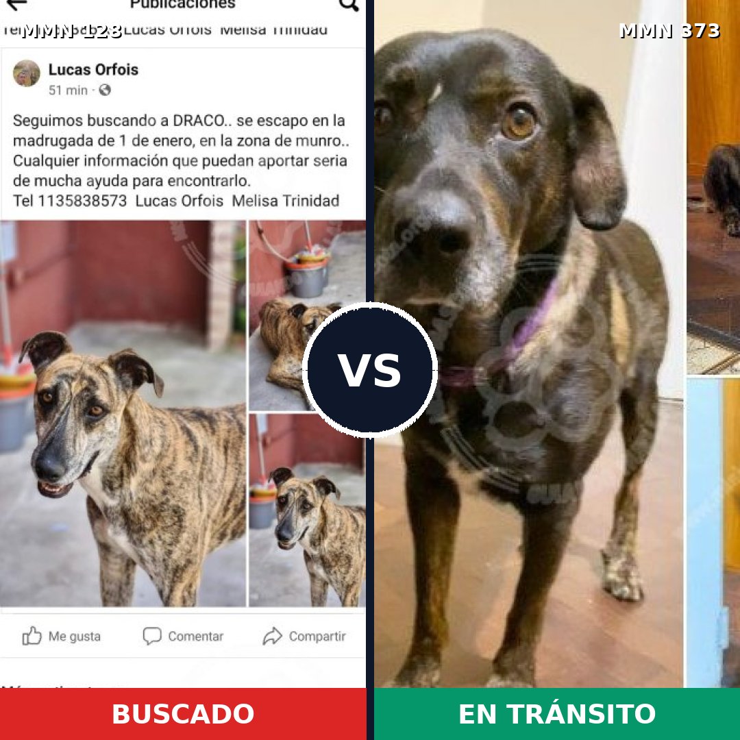 Comparativa MMS 3183: mascota perdida y mascota encontrada, 11% de similitud