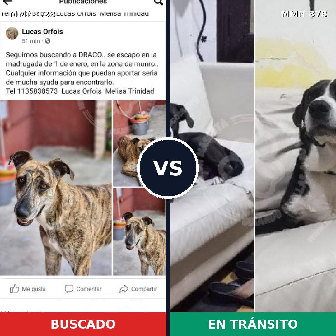 Comparativa MMS 3184: mascota perdida y mascota encontrada, 17% de similitud