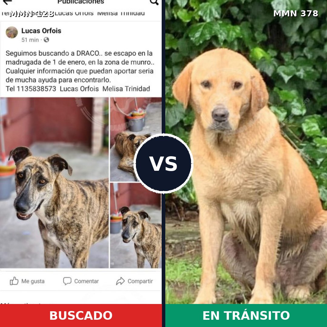 Comparativa MMS 3185: mascota perdida y mascota encontrada, 45% de similitud