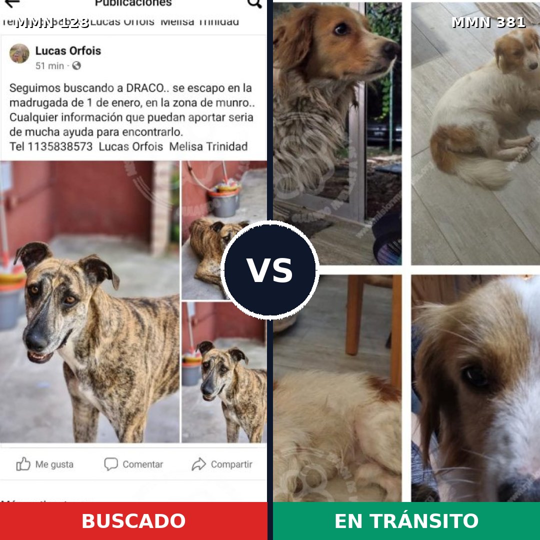 Comparativa MMS 3186: mascota perdida y mascota encontrada, 4% de similitud