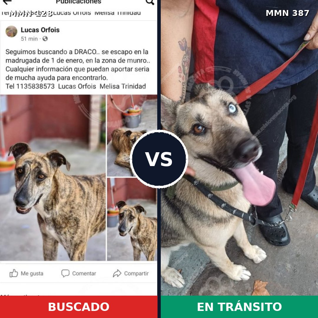 Comparativa MMS 3187: mascota perdida y mascota encontrada, 16% de similitud
