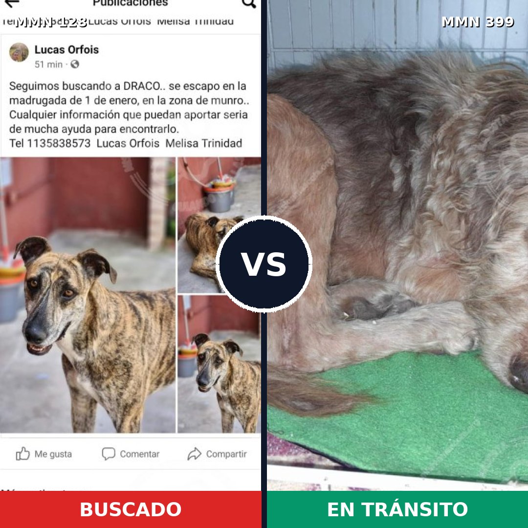 Comparativa MMS 3189: mascota perdida y mascota encontrada, 16% de similitud