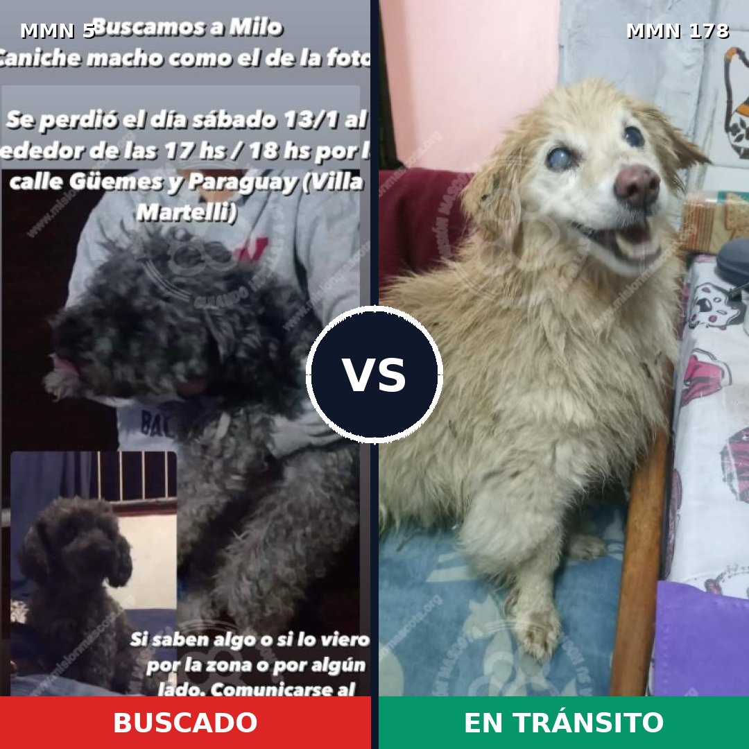 Comparativa MMS 319: mascota perdida y mascota encontrada, 29% de similitud
