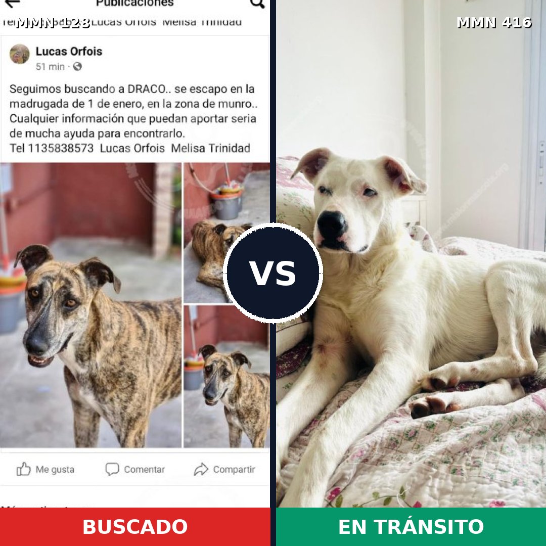 Comparativa MMS 3190: mascota perdida y mascota encontrada, 61% de similitud