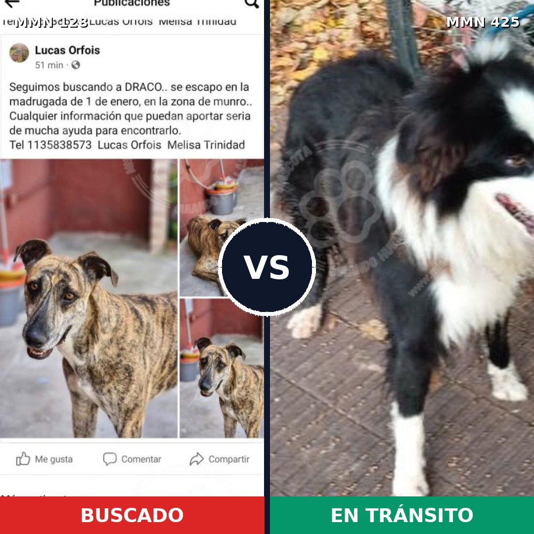 Comparativa MMS 3192: mascota perdida y mascota encontrada, 62% de similitud