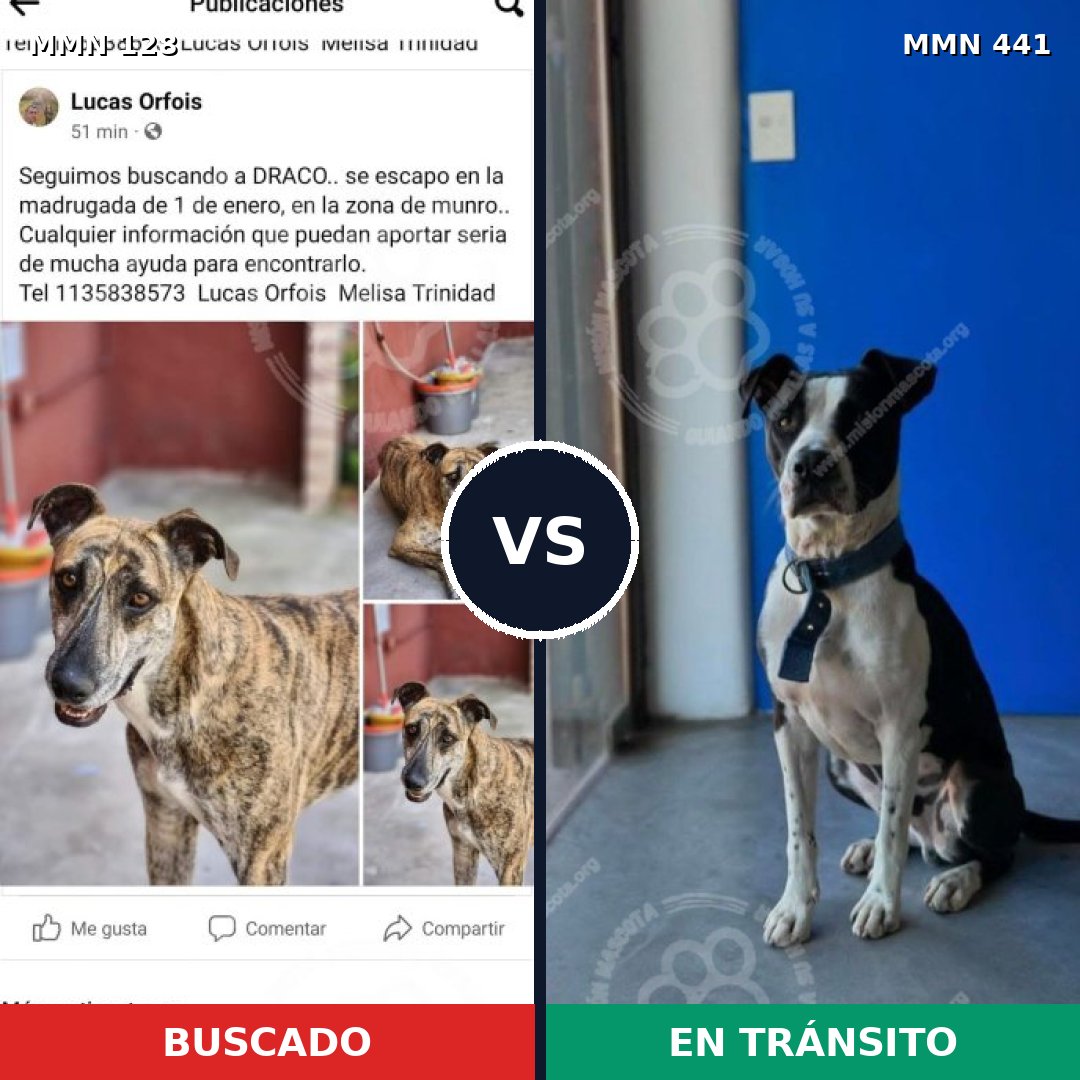 Comparativa MMS 3193: mascota perdida y mascota encontrada, 60% de similitud