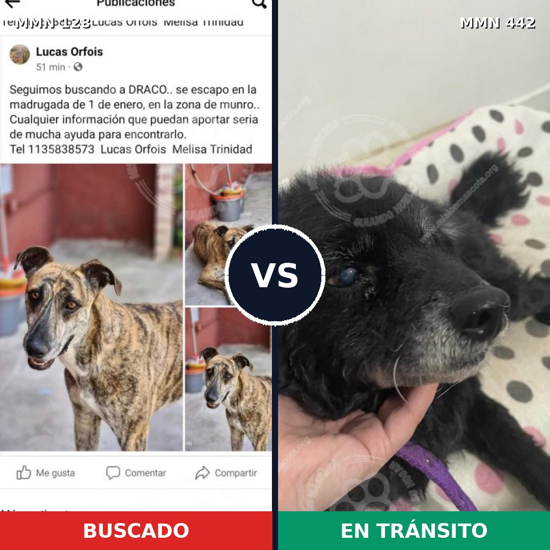 Comparativa MMS 3194: mascota perdida y mascota encontrada, 15% de similitud
