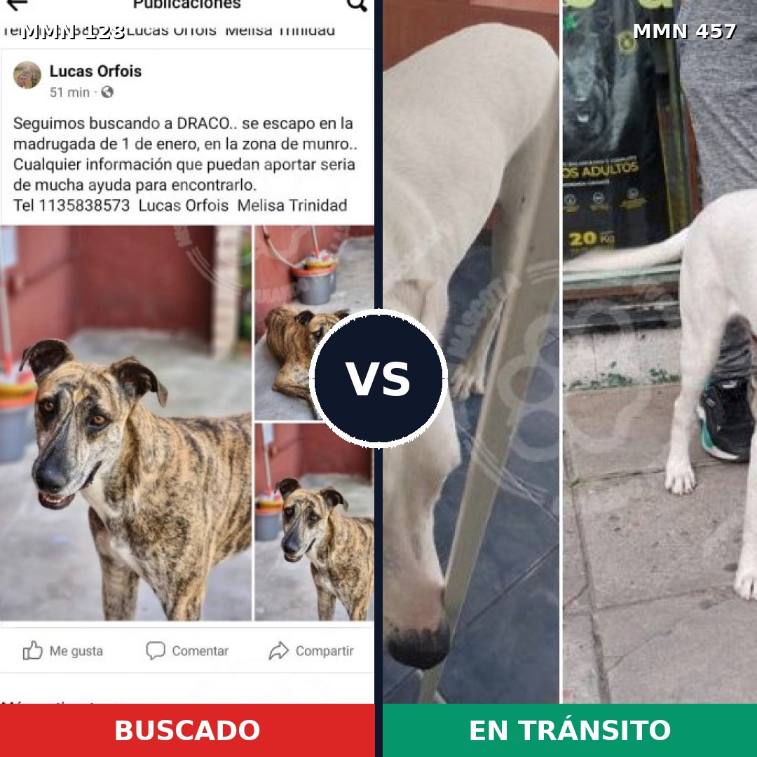 Comparativa MMS 3196: mascota perdida y mascota encontrada, 6% de similitud