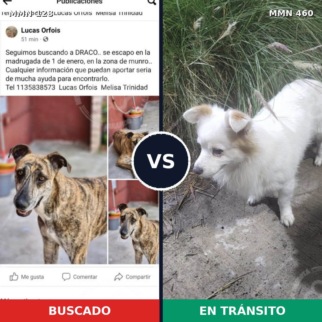 Comparativa MMS 3197: mascota perdida y mascota encontrada, 4% de similitud