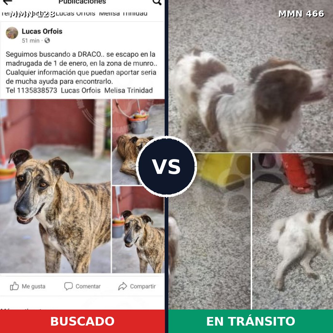 Comparativa MMS 3198: mascota perdida y mascota encontrada, 4% de similitud