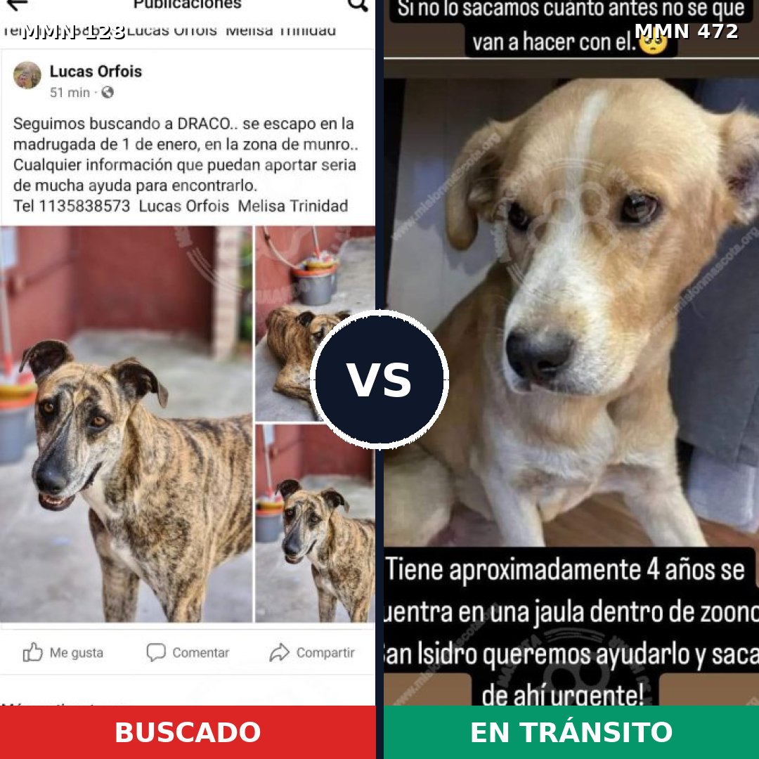 Comparativa MMS 3199: mascota perdida y mascota encontrada, 7% de similitud