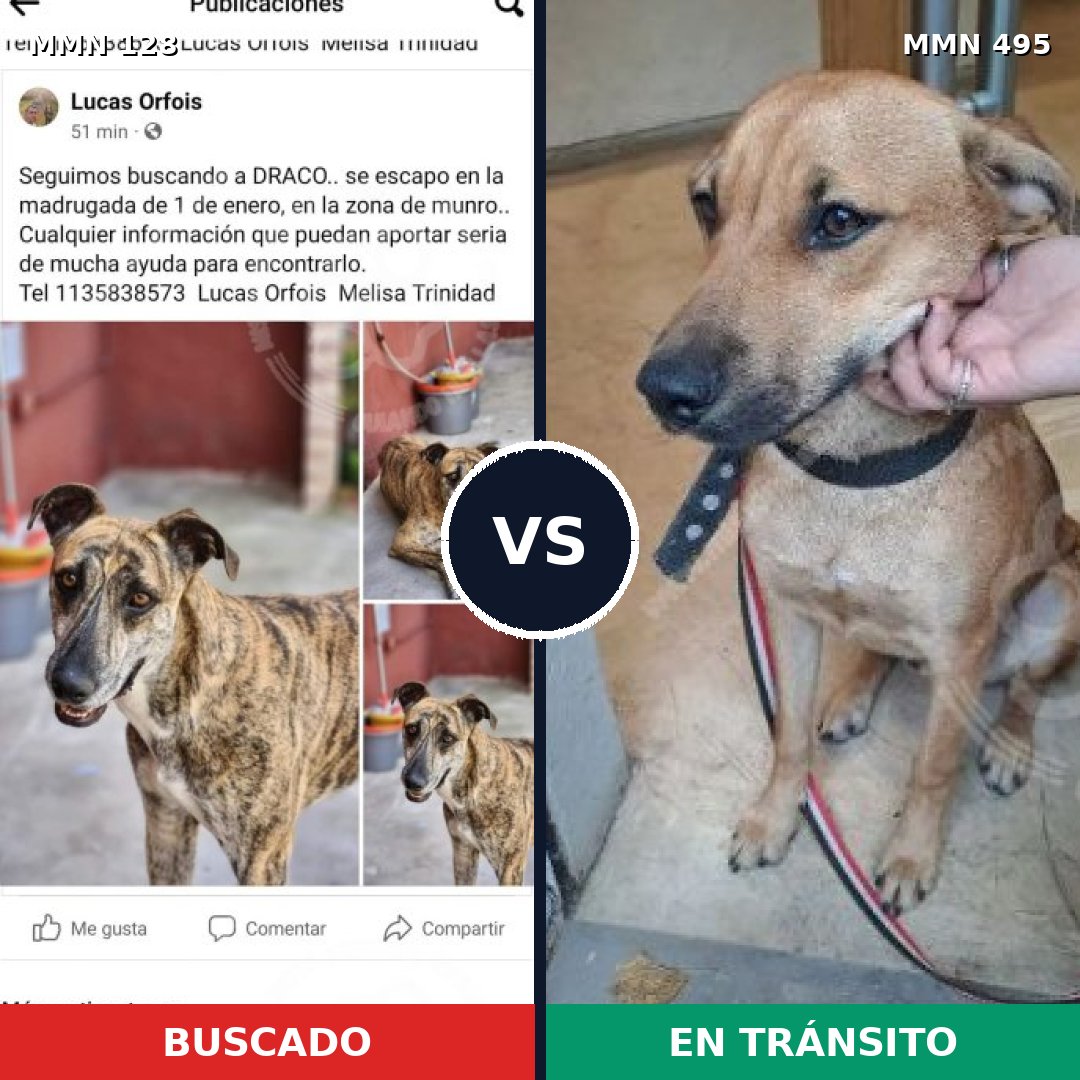 Comparativa MMS 3202: mascota perdida y mascota encontrada, 7% de similitud