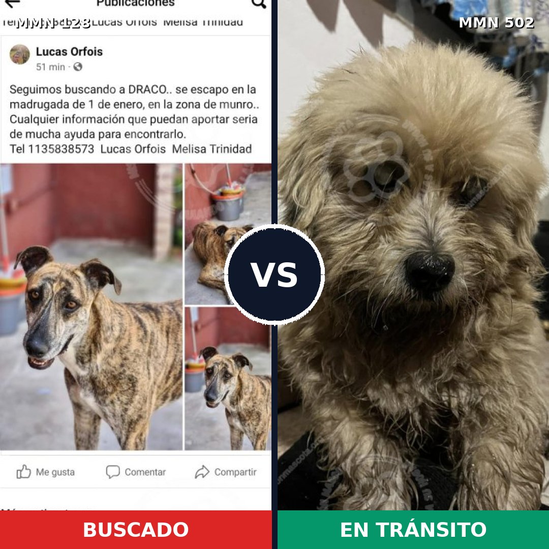 Comparativa MMS 3203: mascota perdida y mascota encontrada, 15% de similitud