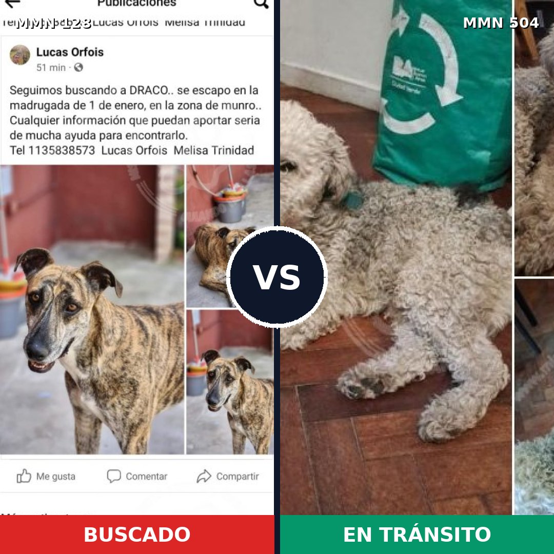 Comparativa MMS 3204: mascota perdida y mascota encontrada, 16% de similitud