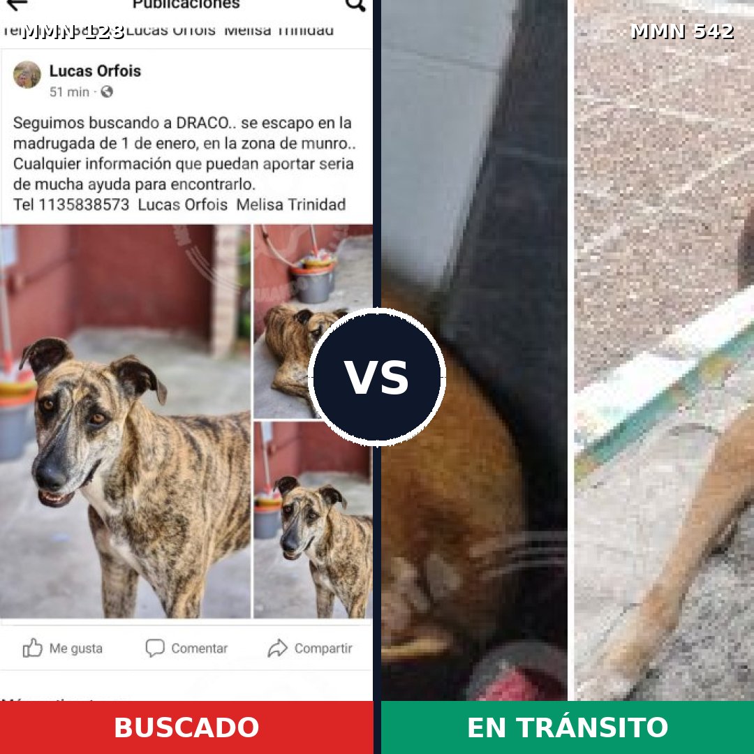 Comparativa MMS 3207: mascota perdida y mascota encontrada, 65% de similitud
