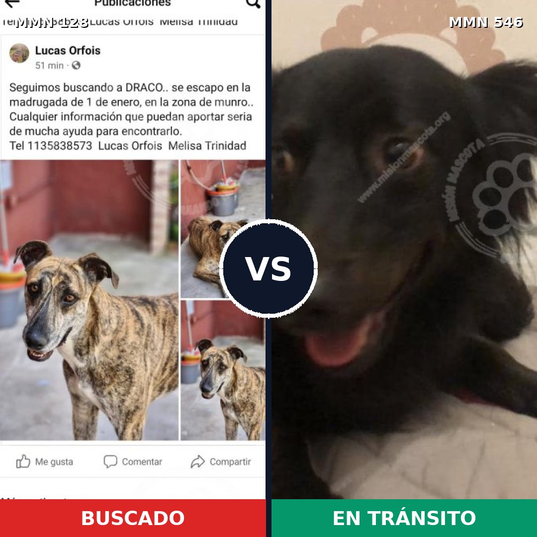 Comparativa MMS 3208: mascota perdida y mascota encontrada, 17% de similitud