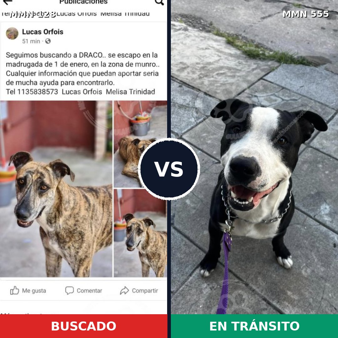 Comparativa MMS 3209: mascota perdida y mascota encontrada, 61% de similitud