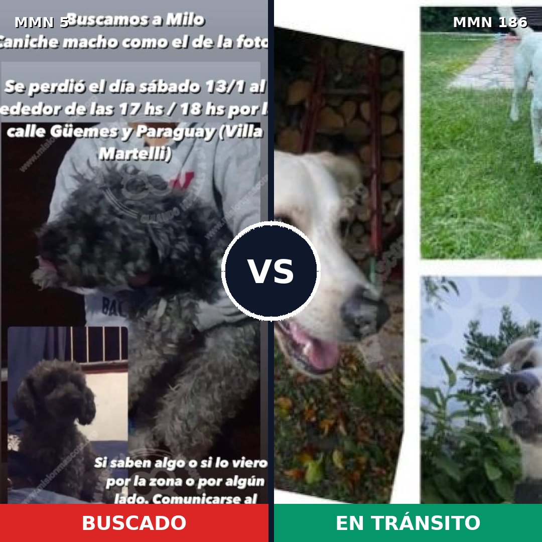 Comparativa MMS 321: mascota perdida y mascota encontrada, 40% de similitud