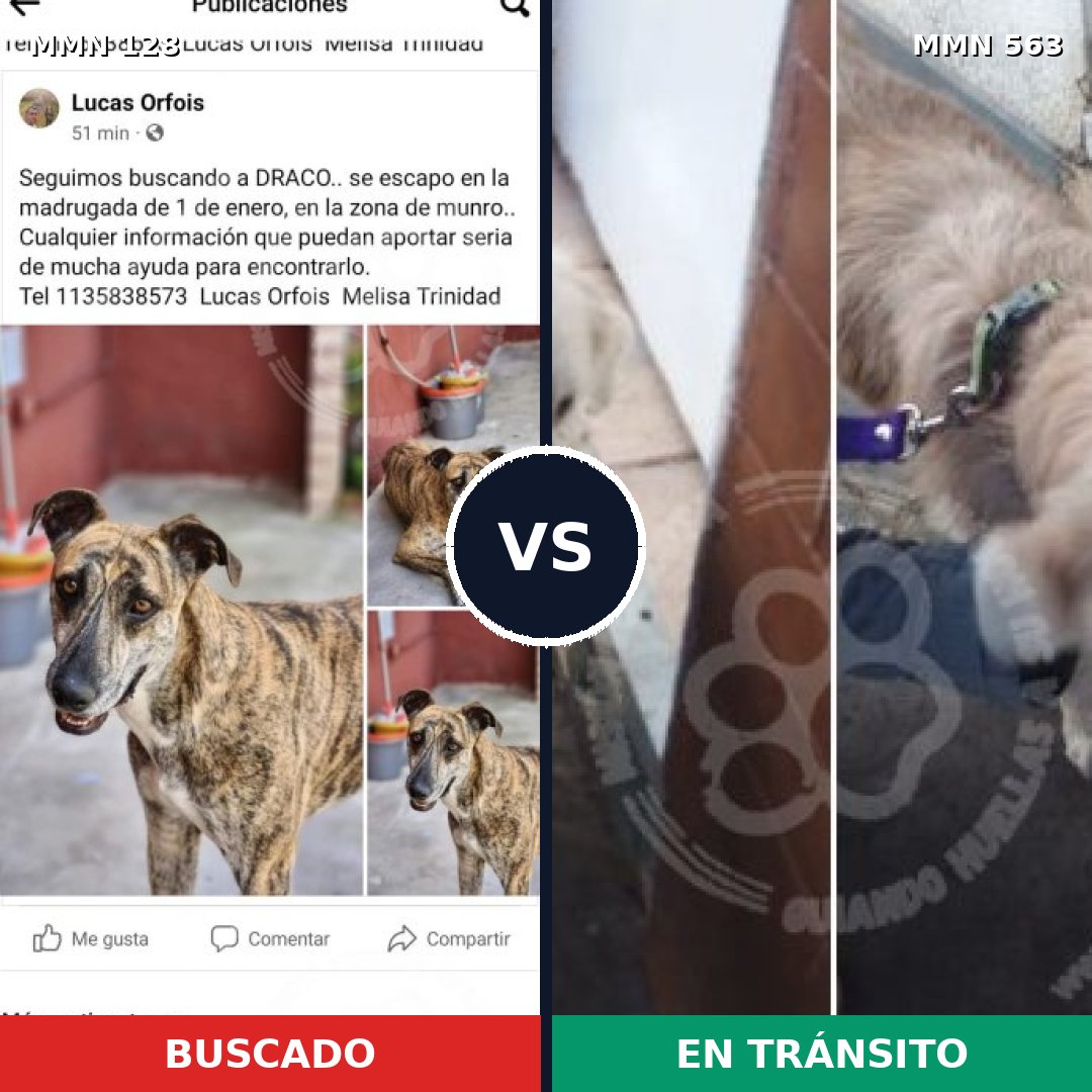 Comparativa MMS 3210: mascota perdida y mascota encontrada, 2% de similitud