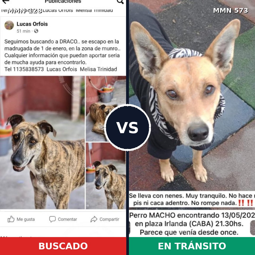 Comparativa MMS 3211: mascota perdida y mascota encontrada, 21% de similitud