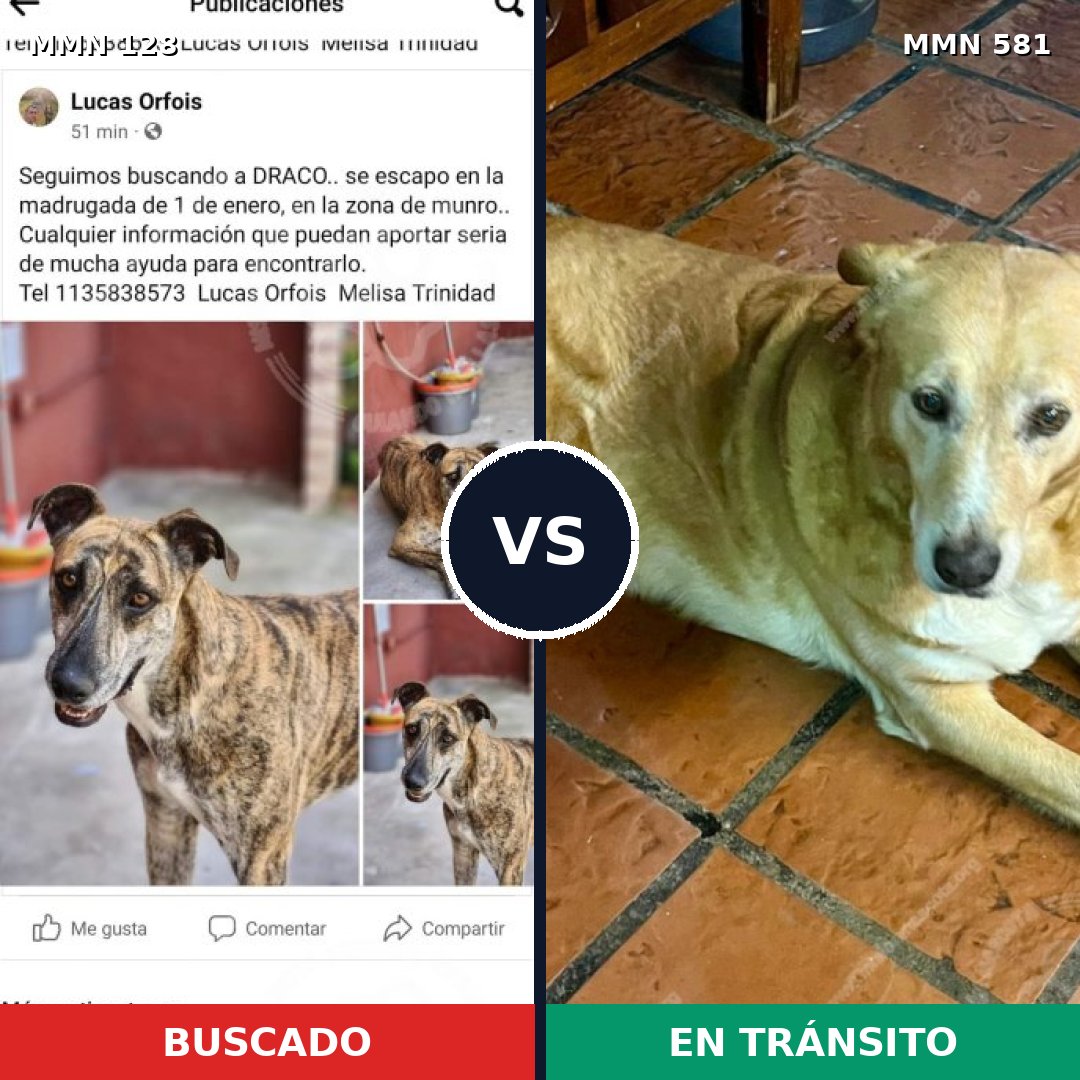 Comparativa MMS 3213: mascota perdida y mascota encontrada, 59% de similitud