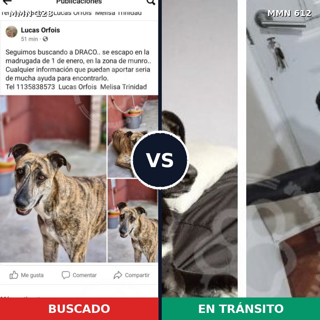 Comparativa MMS 3216: mascota perdida y mascota encontrada, 21% de similitud